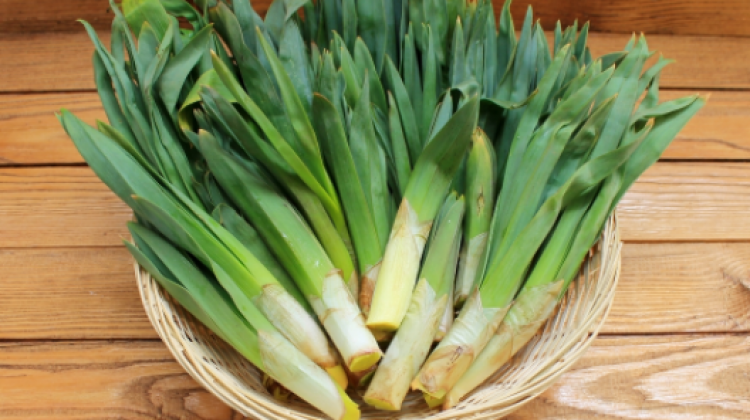 Çiriş Otu Nedir? (Yabani Pırasa) Faydaları Nelerdir?