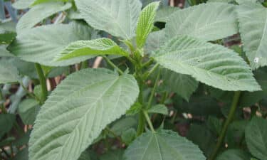 Molehiya'nın Sağlığa Faydaları