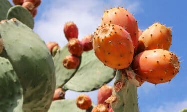 Babutsa (Dikenli İncir) Nedir? Faydaları Nelerdir?