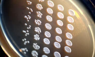 Beta Glukan: Bağışıklık Sistemi Güçlendirici ve Kanser Koruyucu