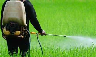 Glüten Sorununuz Aslında Glifosat'tan Kaynaklı Olabilir!