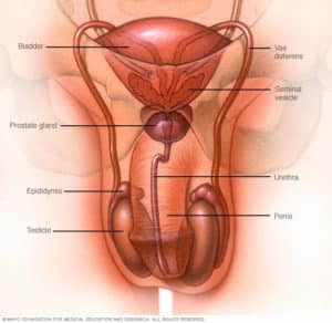 Testis kanseri