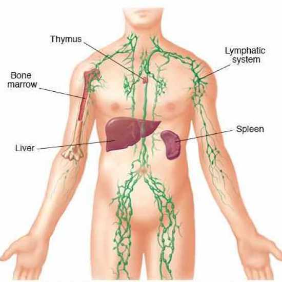 Воспаление лимфоузлы воспаление подмышечных. Схема лимфатических узлов под мышкой. Опухшие лимфоузлы подмышками. Опухшие лимфоузлы подмышками. Лимфоузлы под мышкой схема.