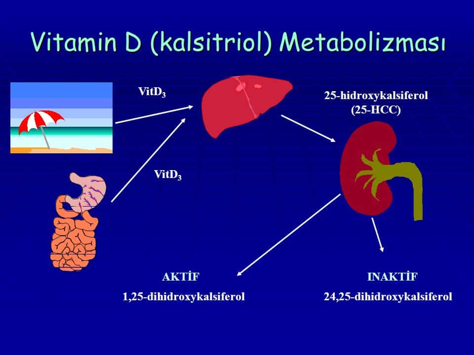 Kalsitriolün Kalsiyum Metabolizması Üzerine Etkileri