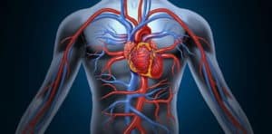 Kalp hastalıkları kalbin çalışması ve yapısı