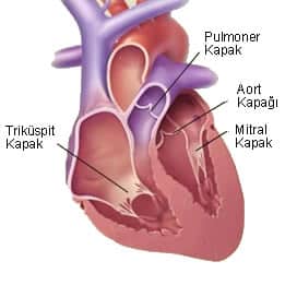 Kalp hastalığı kalp kapakçıkları