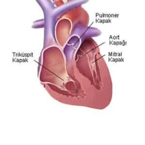 kalp kapakları