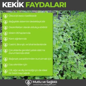 kekik faydaları