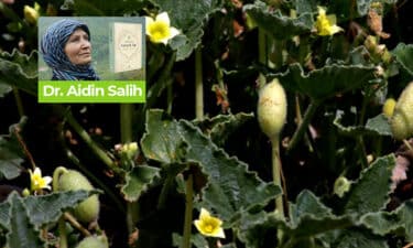 Acı Kavun Faydaları Nelerdir? Hangi Hastalıklarda ve Nasıl Kullanılır?