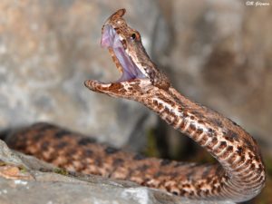 Kafkas Burunlu Engereği (Vipera transcaucasiana)