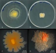 toprak bakterileri Mycobacterium vaccae 