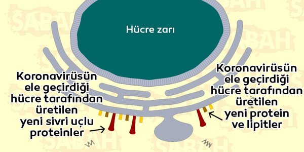 Viral Proteinler Oluşur