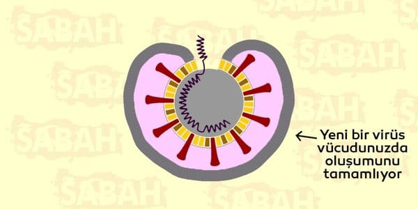Yeni Virüslerin Oluşumu Tamamlanır 