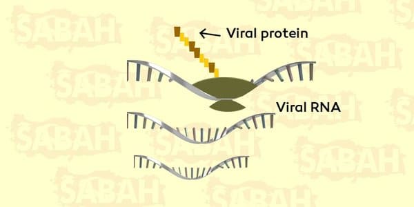 Koronavirüs Hücreyi Ele Geçirir