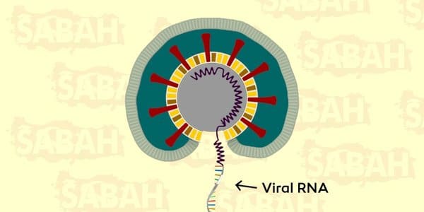 Corona Virus Viral RNA Serbest Kalır
