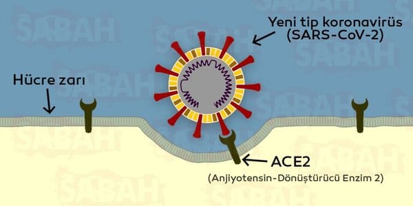 corona virus Vücuda Girişi ve Bir Hücreye Yerleşmesi