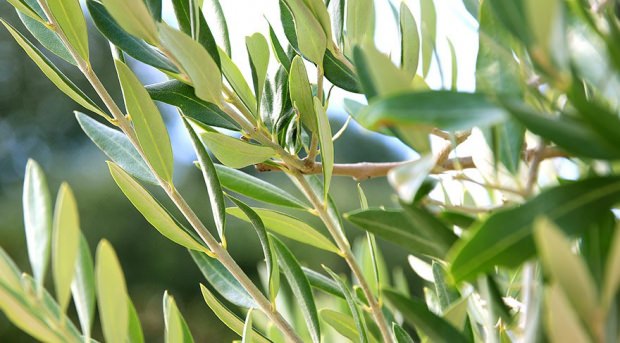 zeytin yaprağı