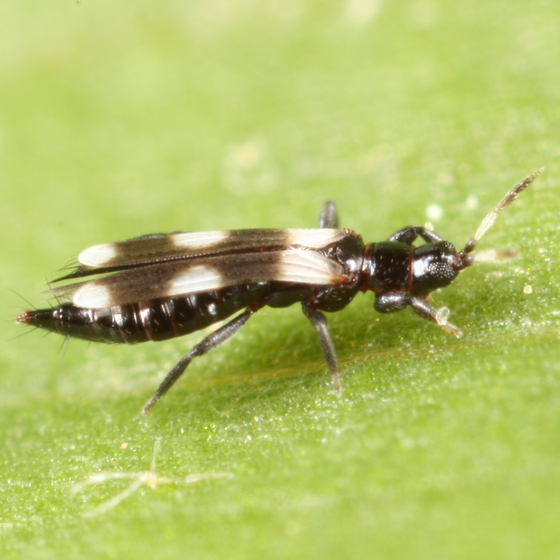 Aeolothrips Collaris