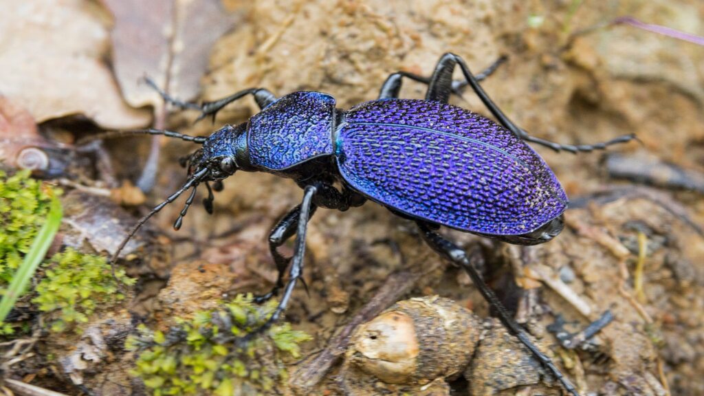 Ağılı Böcek (Carabus spp