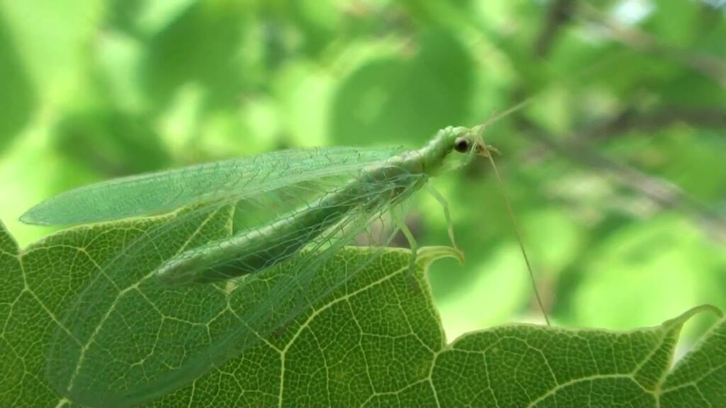 Altın Gözlü Böcek (Chrysoperla Carnea Sth)