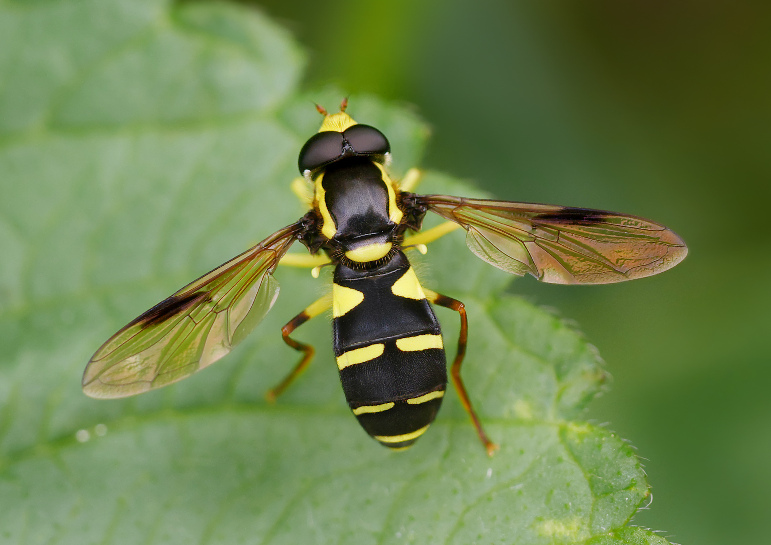 Avcı Sinekler (Syrphid)