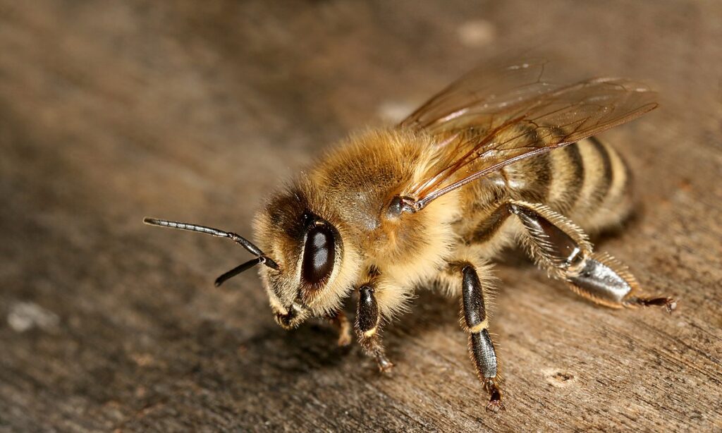 Bal Arısı (Apis Mellifera / Apis mellifica)