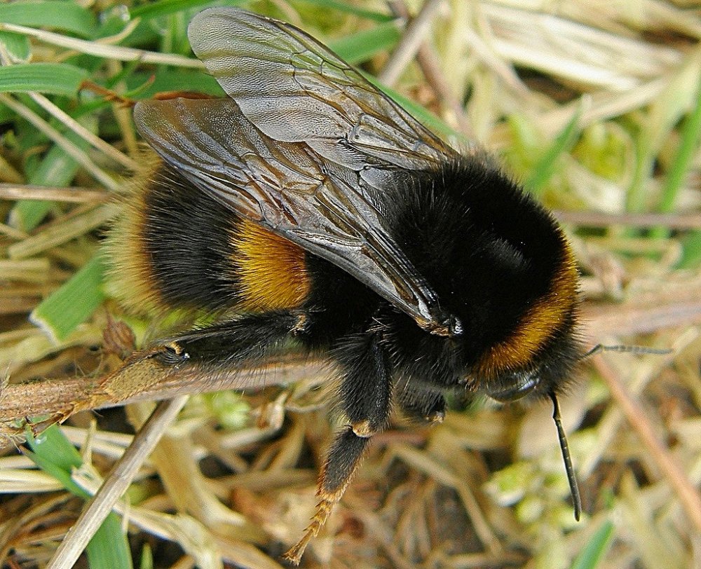 Bombus Arısı (Bombus terrestris)