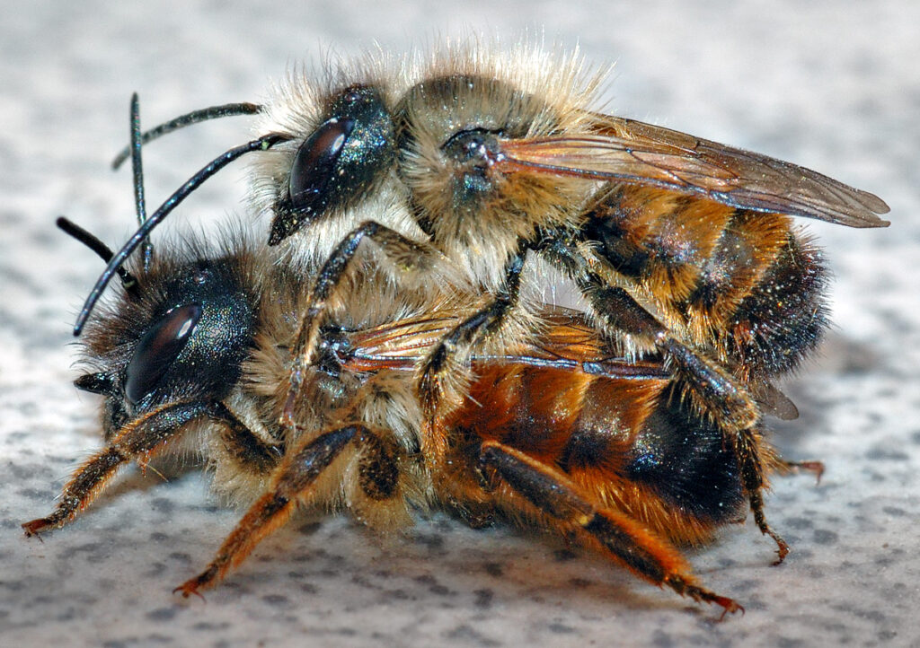 Kırmızı Duvarcı Arı (Osmia rufa)