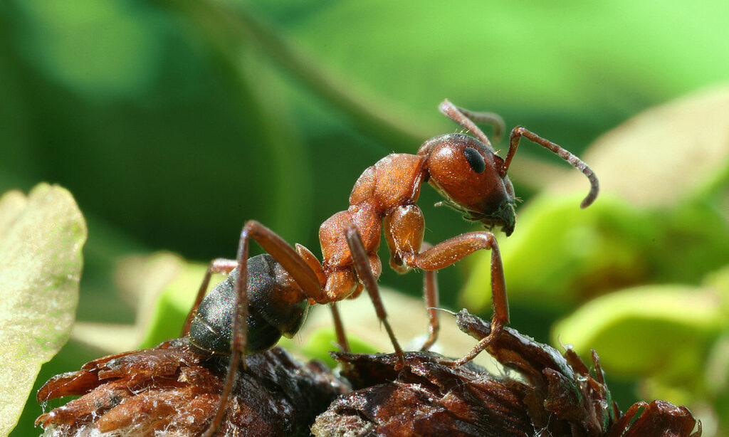 Kırımızı Orman Karıncaları (Formika Rufa)