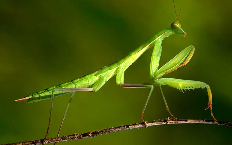 Peygamberdevesi (Mantis Religiosa)