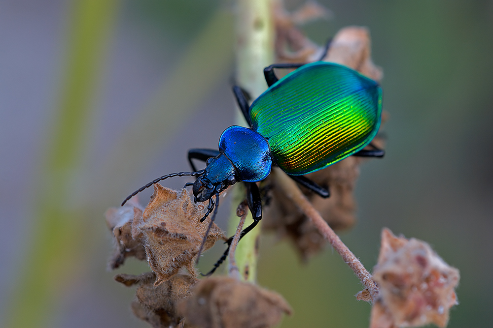 Terminatör Böcek (Calosoma Sycophanta L)